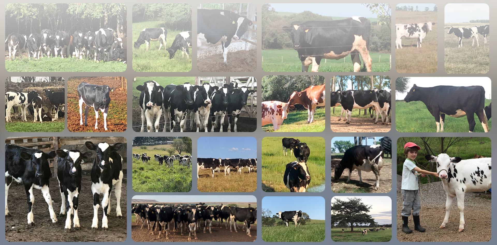 Banner Banner Mosaico