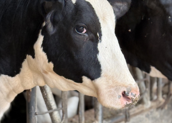 Foto LOTE NOVILHAS PRENHA A VENDA