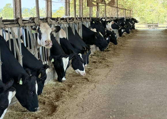 Foto NOVILHAS REGISTRADAS