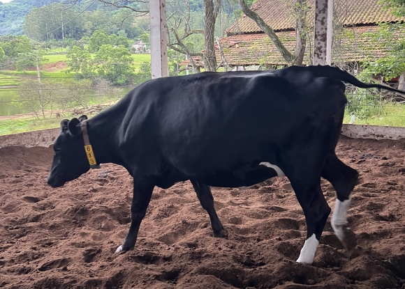 Foto NOVILHAS REGISTRADAS