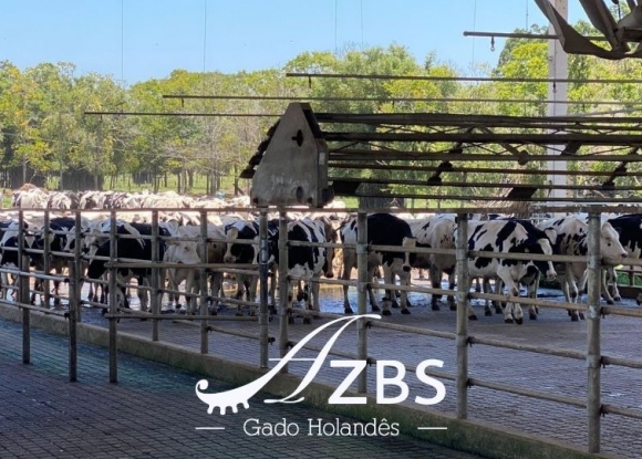 Foto da not�cia A importancia do resfriamento das vacas