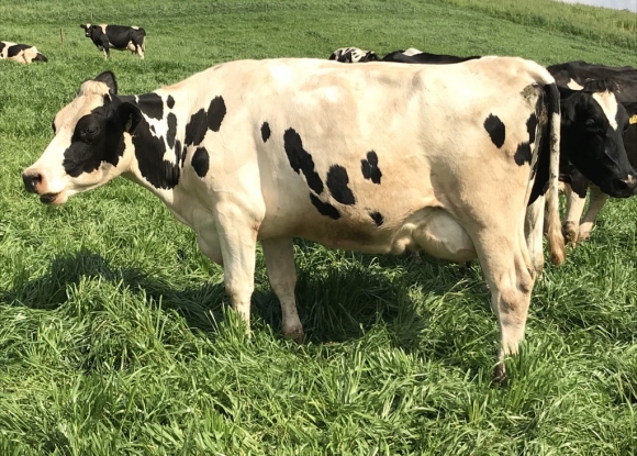 Foto da not�cia Comiss�o aprova projeto que obriga latic�nios a informar o pre�o do leite antecipadamente ao produtor